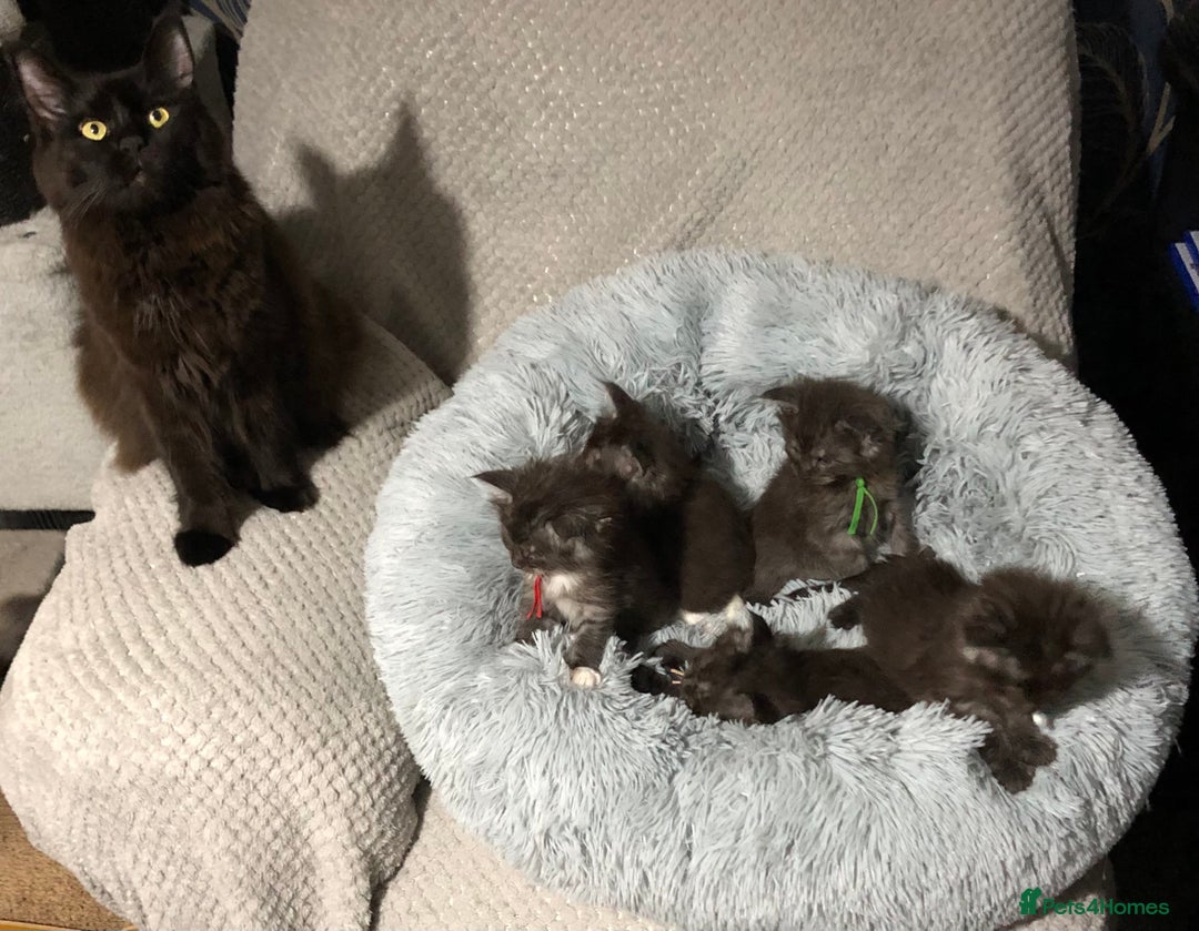 Maine Coon cats for sale: MaineCoon Kittens For Sale Black Smoke - Image 40