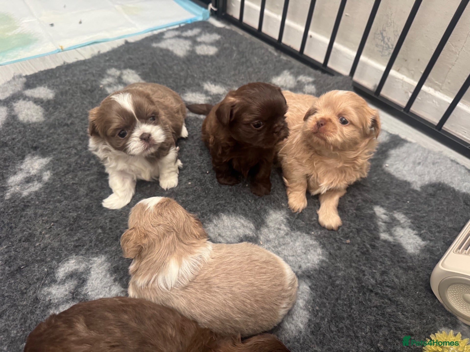 Shih Tzu dogs for sale: 🐶💕 BEAUTIFUL SHIH TZU PUPPIES – 7 GIRLS! 💕🐶 - Advert 7