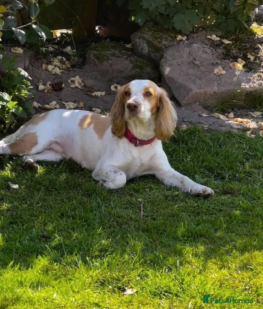 Cocker Spaniel dogs Beautiful Working Cocker Puppies - Advert 1
