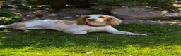 Cocker Spaniel dogs for sale: Beautiful Working Cocker Puppies - Advert 1