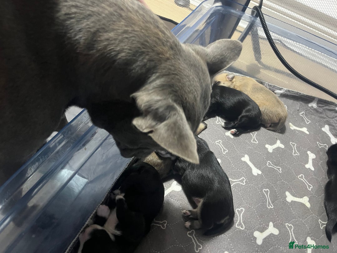 Mixed Breed dogs for sale: Frenchie x  - Advert 5