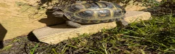 Tortoise reptiles for sale: Horsefield Tortoises - Advert 1