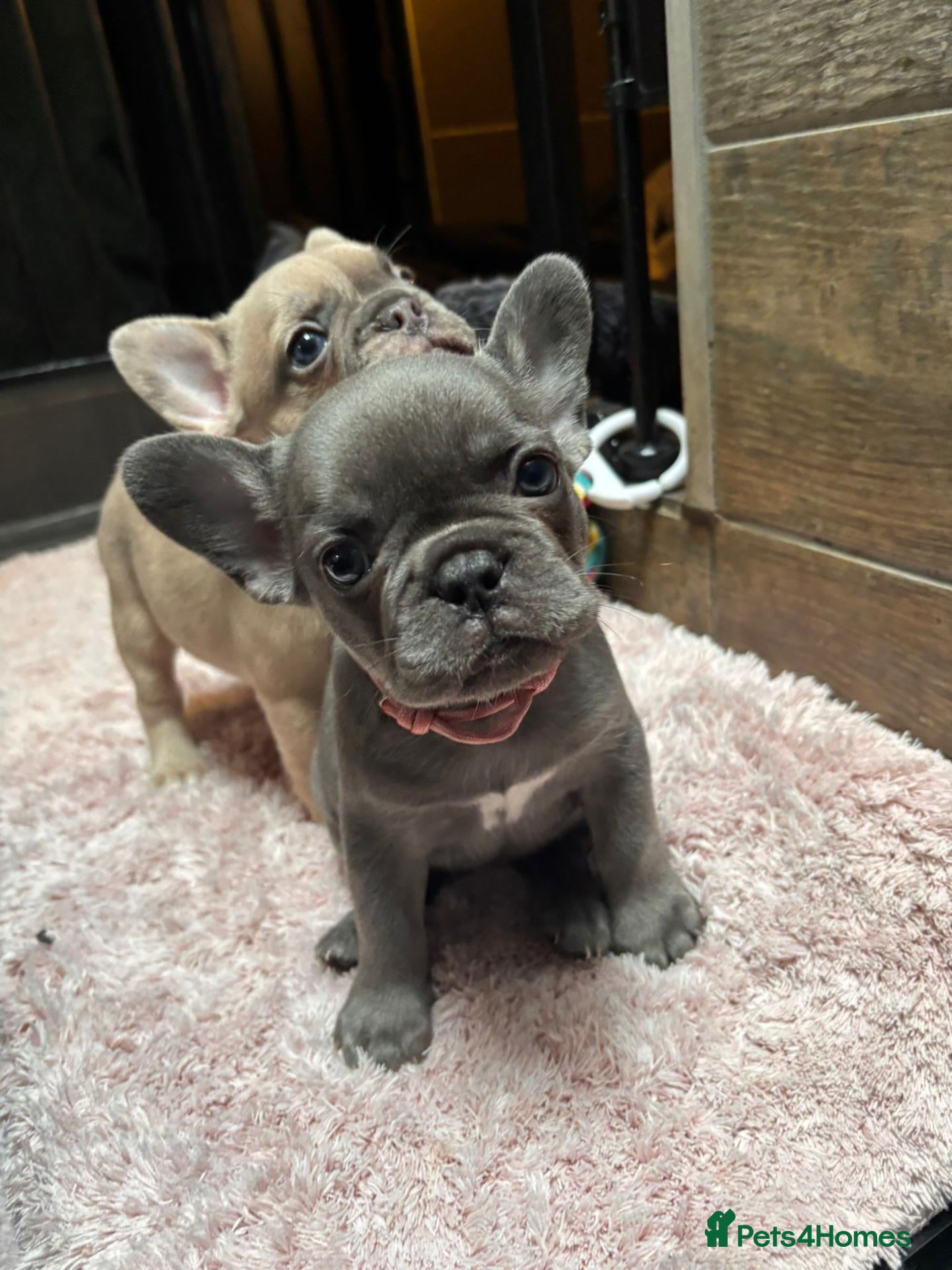 French Bulldog dogs Beautiful French Bulldog Puppies – 6 Available 🐾 - Advert 1