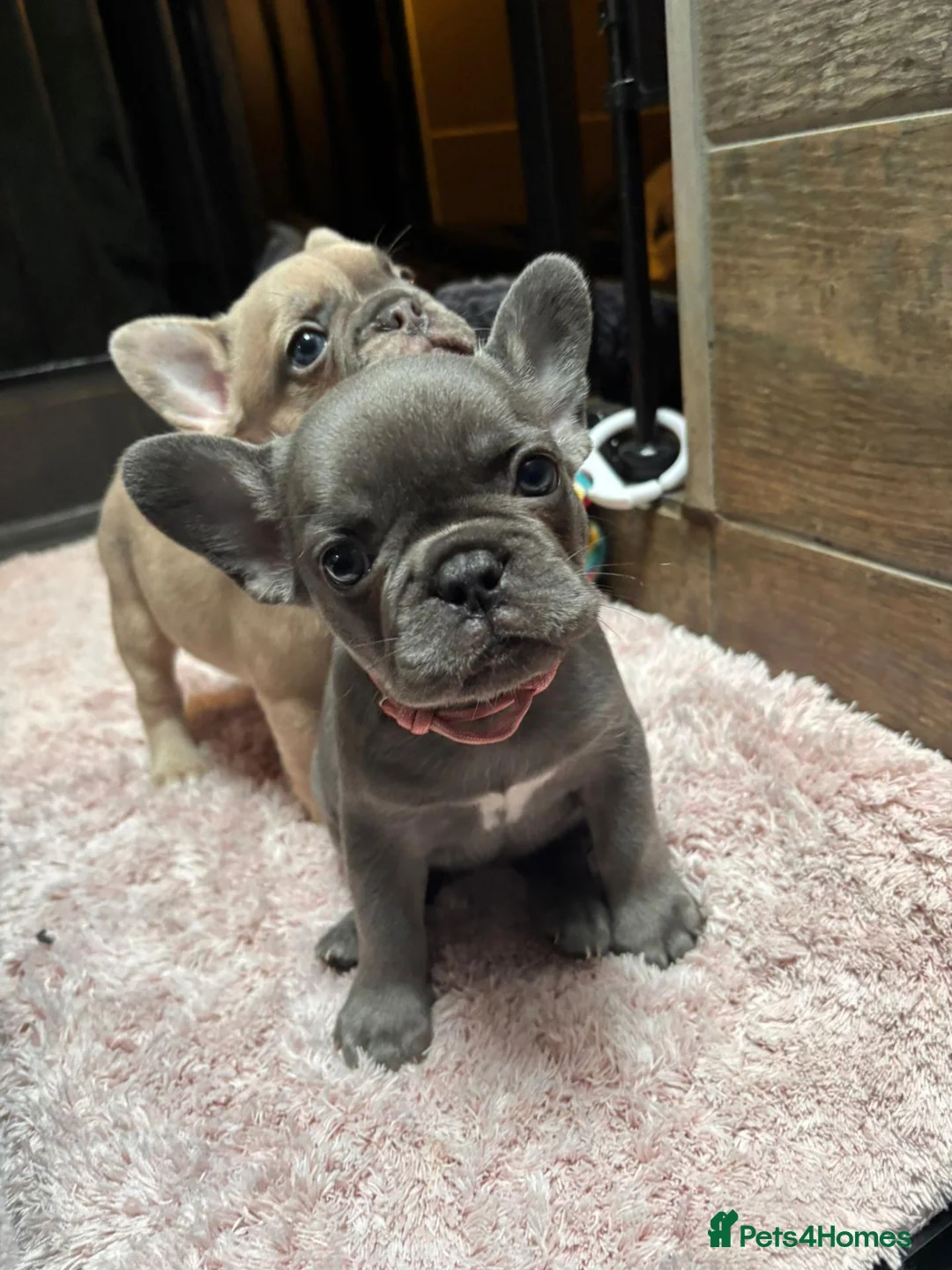 French Bulldog dogs for sale: Beautiful French Bulldog Puppies – 6 Available 🐾 in Canterbury - Advert 1