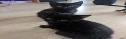 British Shorthair cats for sale: 3 black and 1 tuxedo kitten - Advert 3