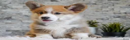 Welsh Corgi Pembroke dogs for sale: Welsh Corgi (Pembroke) - Advert 8