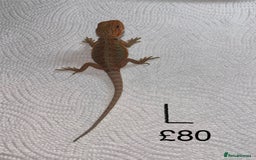 Bearded Dragon reptiles for sale: Various Baby Bearded Dragons For Sale - Advert 24