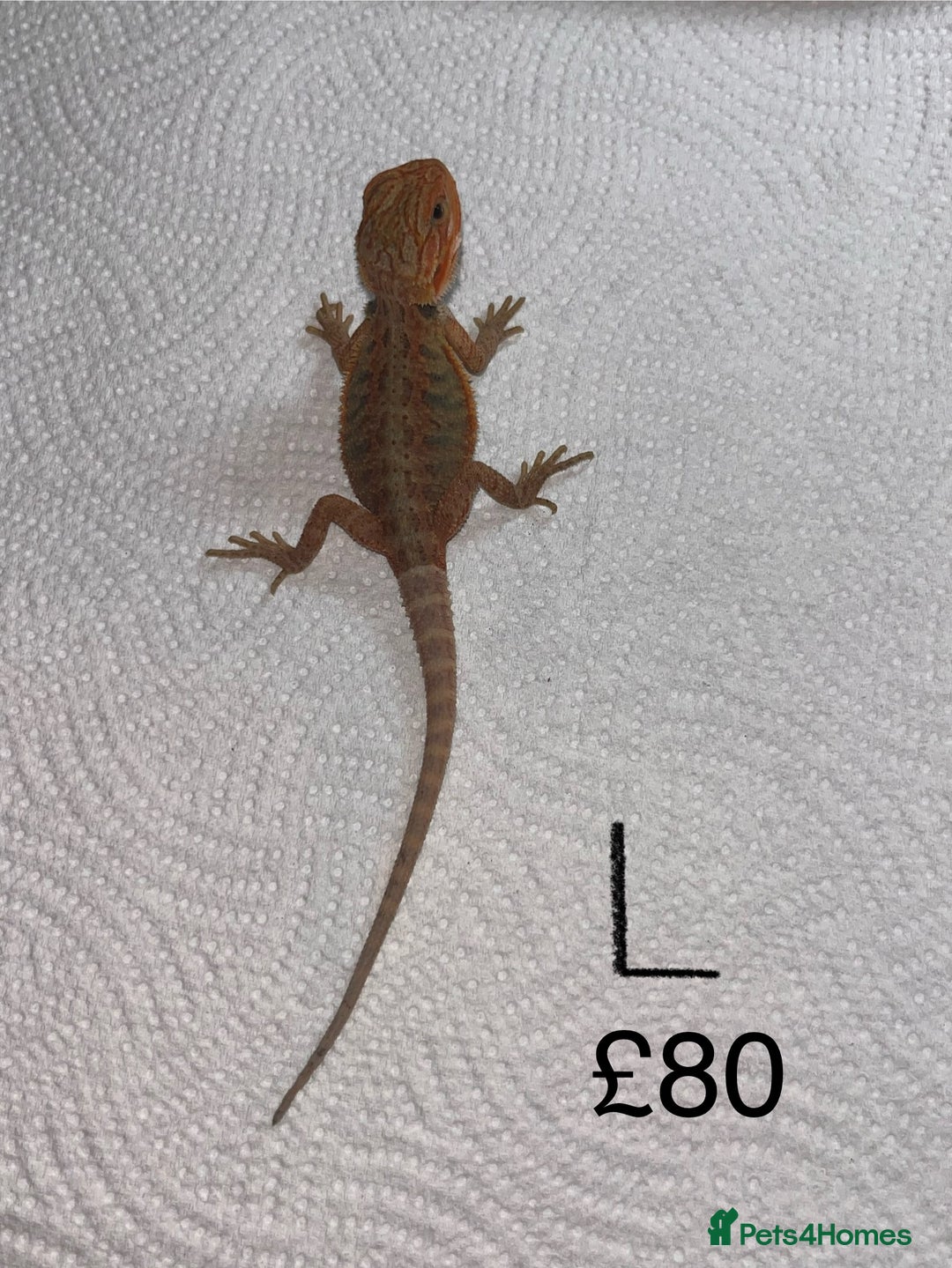 Bearded Dragon reptiles for sale: Various Baby Bearded Dragons For Sale - Advert 24