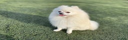 Pomeranian dogs for stud: KC FCI Pomeranian for stud  in Bathgate - Advert 14