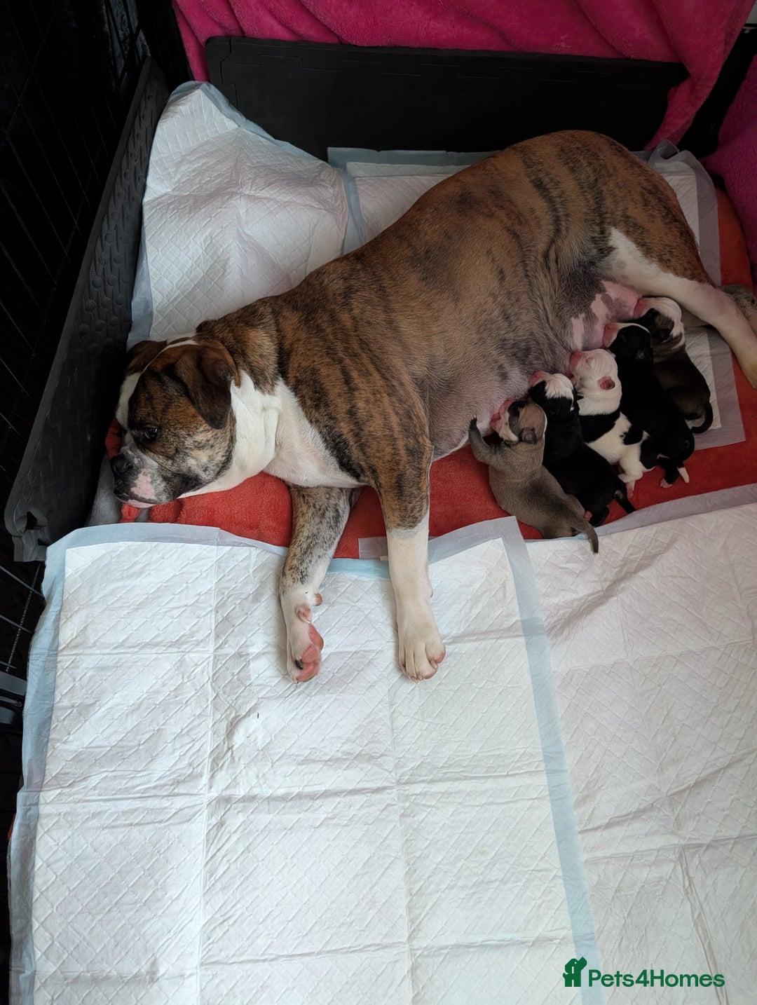 Old Tyme Bulldog dogs for sale: Old tyme bulldog pups  - Image 2