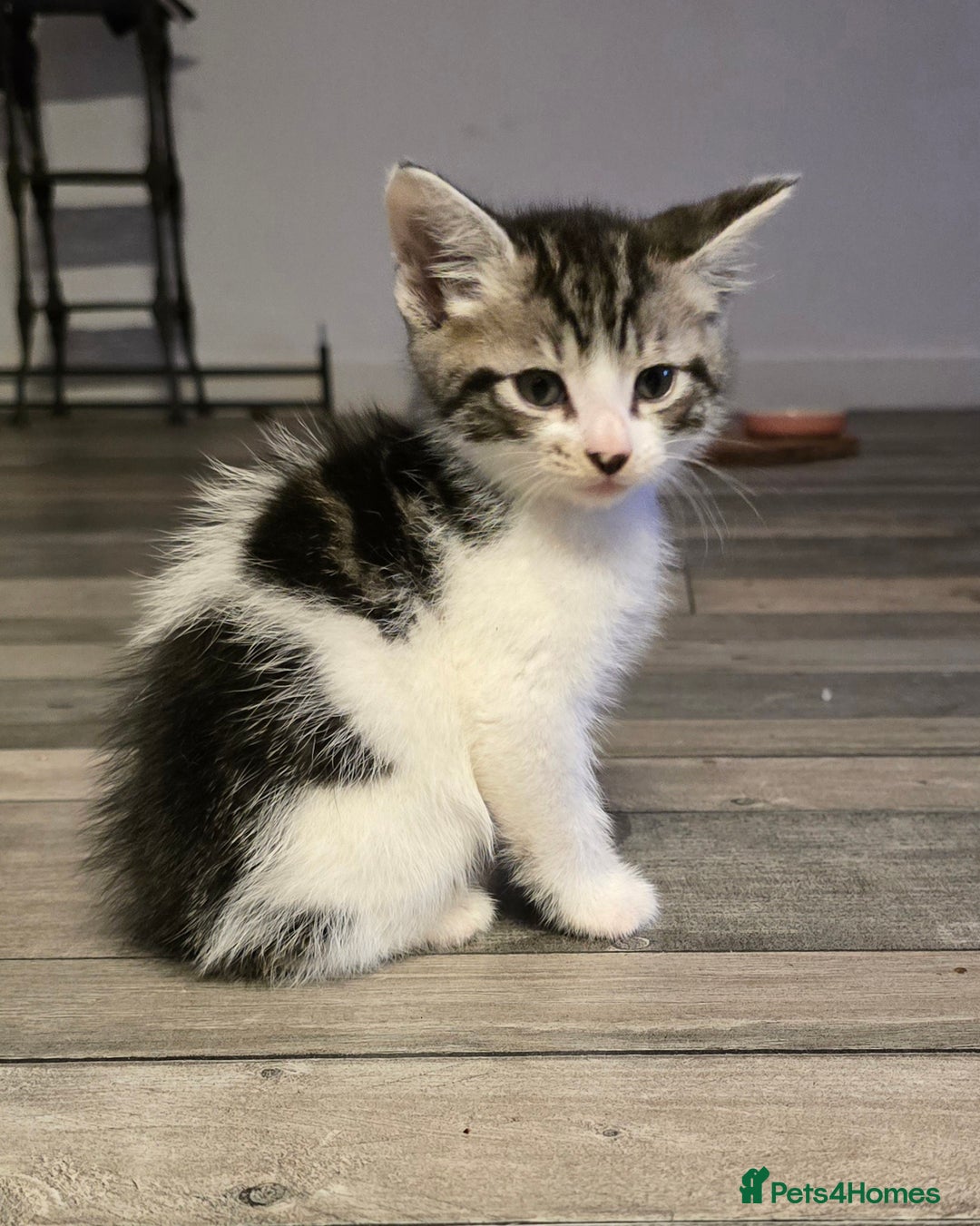 Maine Coon cats for sale:  maincoon x  - Image 6