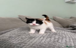 British Shorthair cats for sale: Stunning female kittens  - Image 4