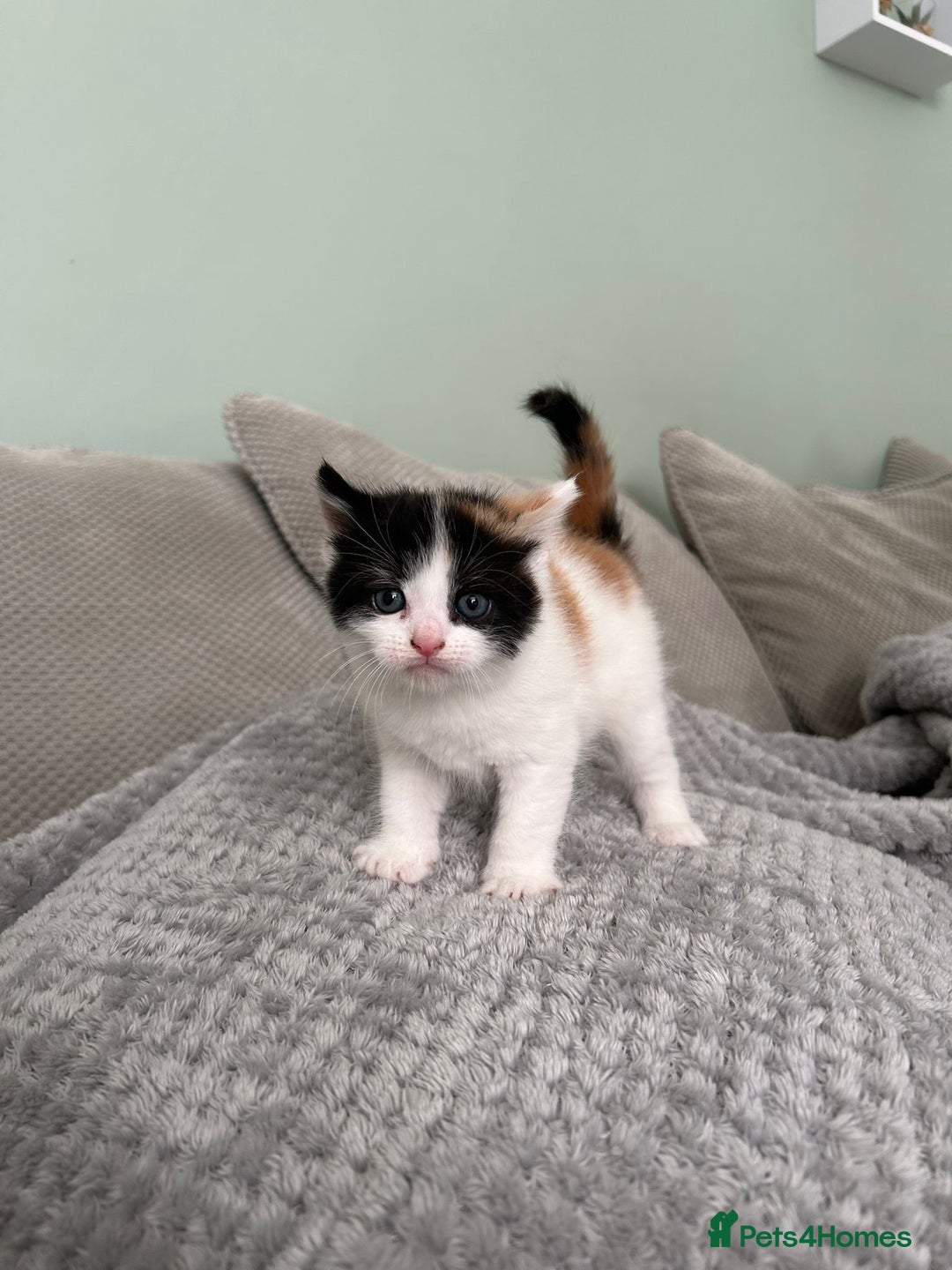 British Shorthair cats for sale: Stunning female kittens  - Image 4