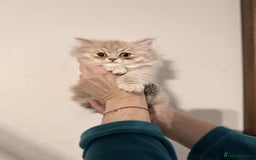 British Longhair cats for sale: British long hair kittens - Advert 4