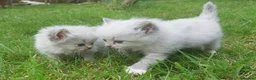 Siberian cats for sale: Exceptional TICA Pedigree Siberian kittens - Advert 12