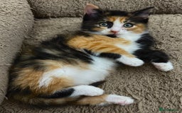 Mixed Breed cats for sale: GORGEOUS SIBERIAN X KITTENS  - Image 20