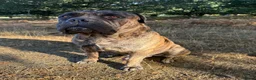 Bullmastiff dogs for stud: Bullmastiff stud not for sale - Advert 2