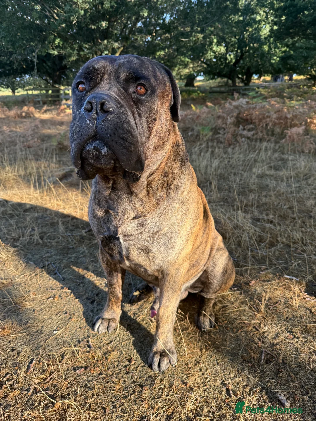 Bullmastiff dogs for stud: Bullmastiff stud not for sale - Advert 2