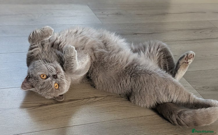 British Shorthair cats - Advert 13