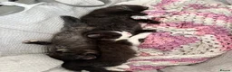 Mixed Breed cats for sale: Ragamuffin mix kittens please read description  - Advert 4