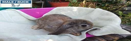 Dwarf Lop rabbits for sale: Pretty Dwarf Lop Babies: Males & Females - Advert 5