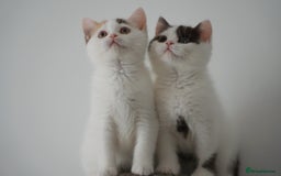 British Shorthair cats for sale: Health tested and registered Chocolate BSH - Image 5