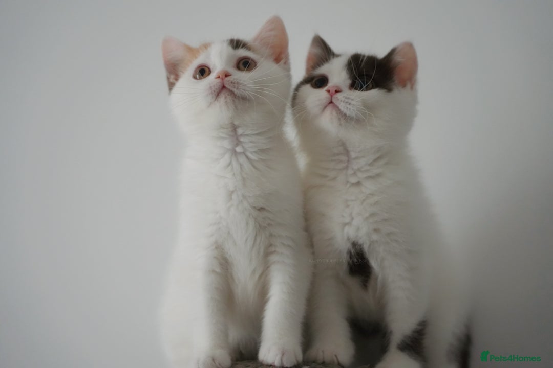 British Shorthair cats for sale: Health tested and registered Chocolate BSH - Image 5