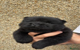 Chow Chow dogs for sale: 🐾Adorable Pedigree Chow Chow Puppies paw - Image 14