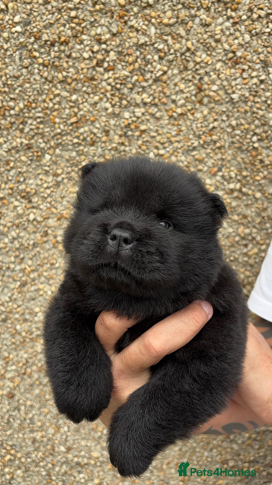 Chow Chow dogs for sale: 🐾Adorable Pedigree Chow Chow Puppies paw - Image 14