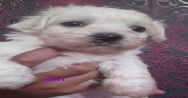 Bichon Frise dogs - Advert 14