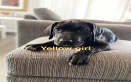 Great Dane dogs for sale: Gorgeous Black Great Dane Puppies - Image 5