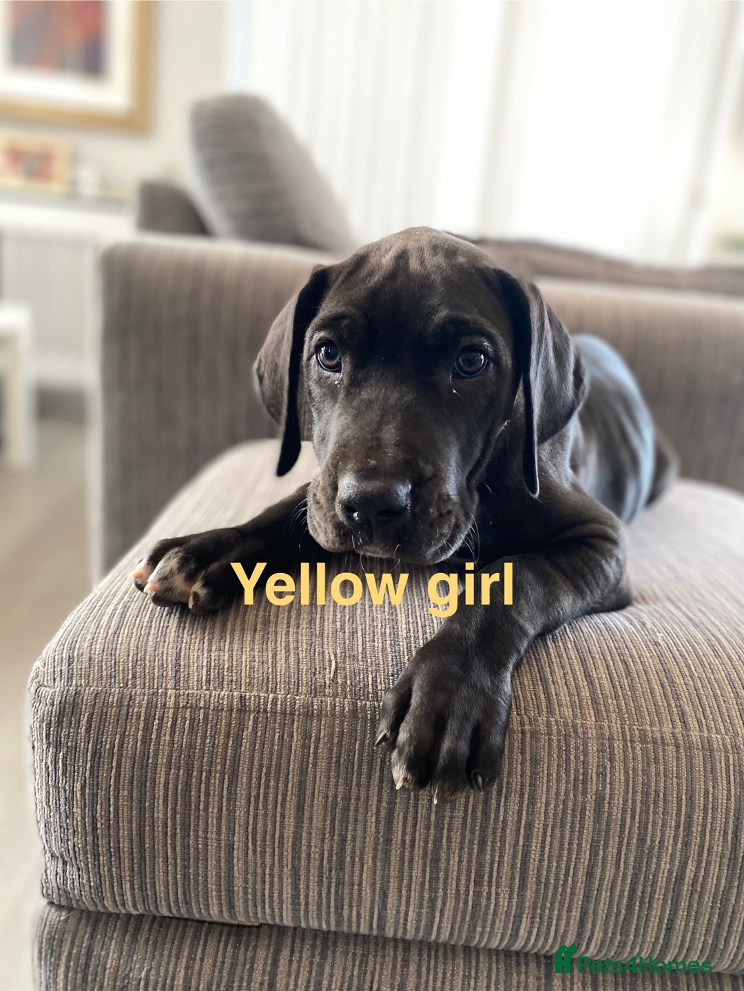 Great Dane dogs for sale: Gorgeous Black Great Dane Puppies - Image 5