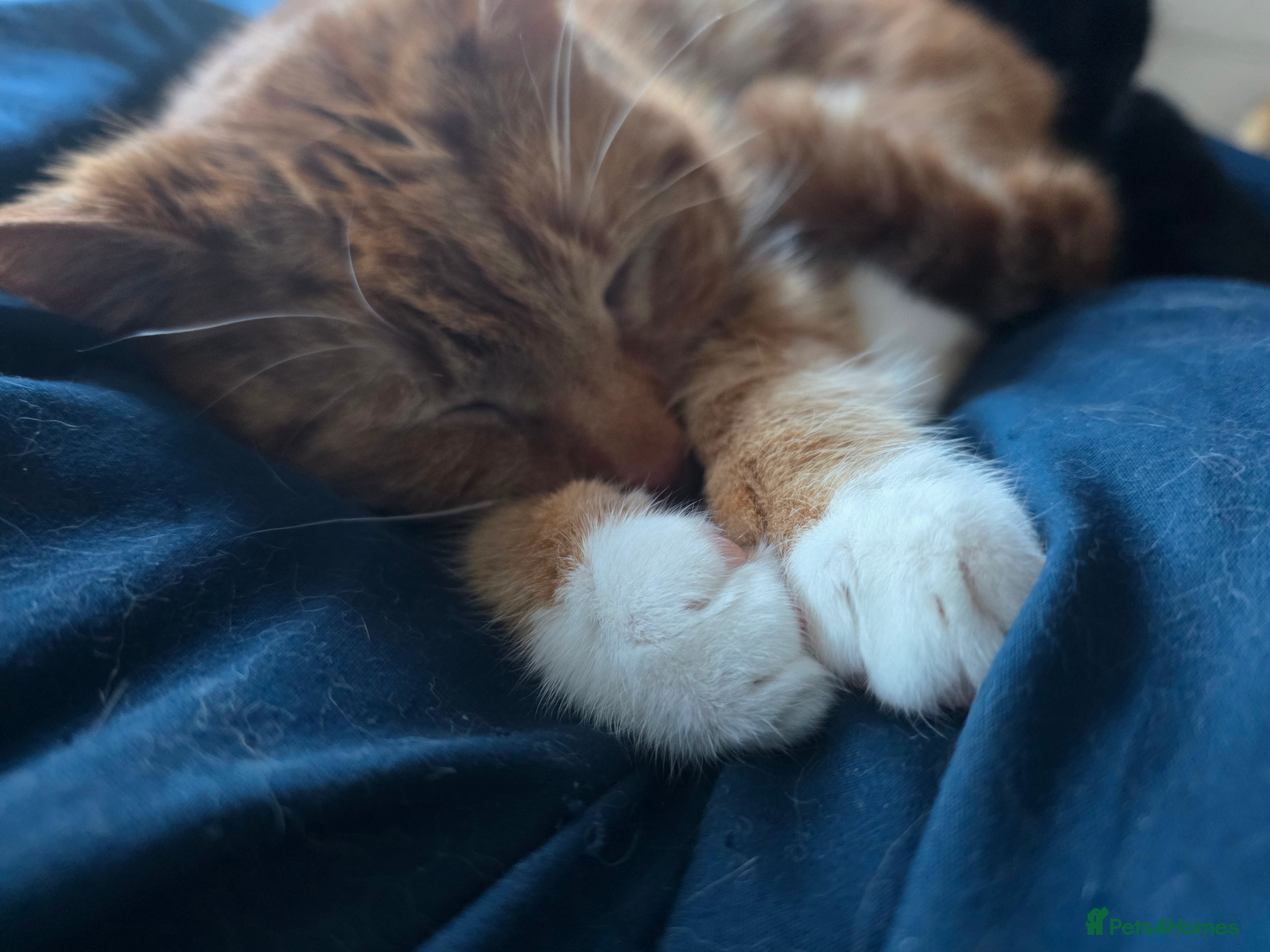 Mixed Breed cats Rehoming Ash and Gizmo  - Advert 18