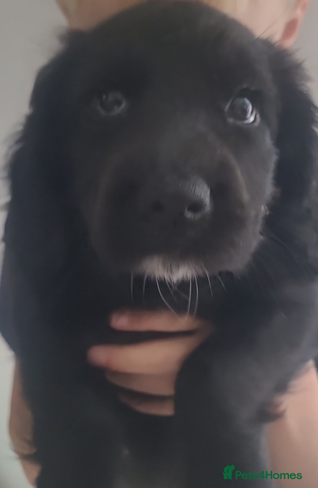 Cocker Spaniel dogs for sale: Working cocker spaniels READY NOW - Image 3