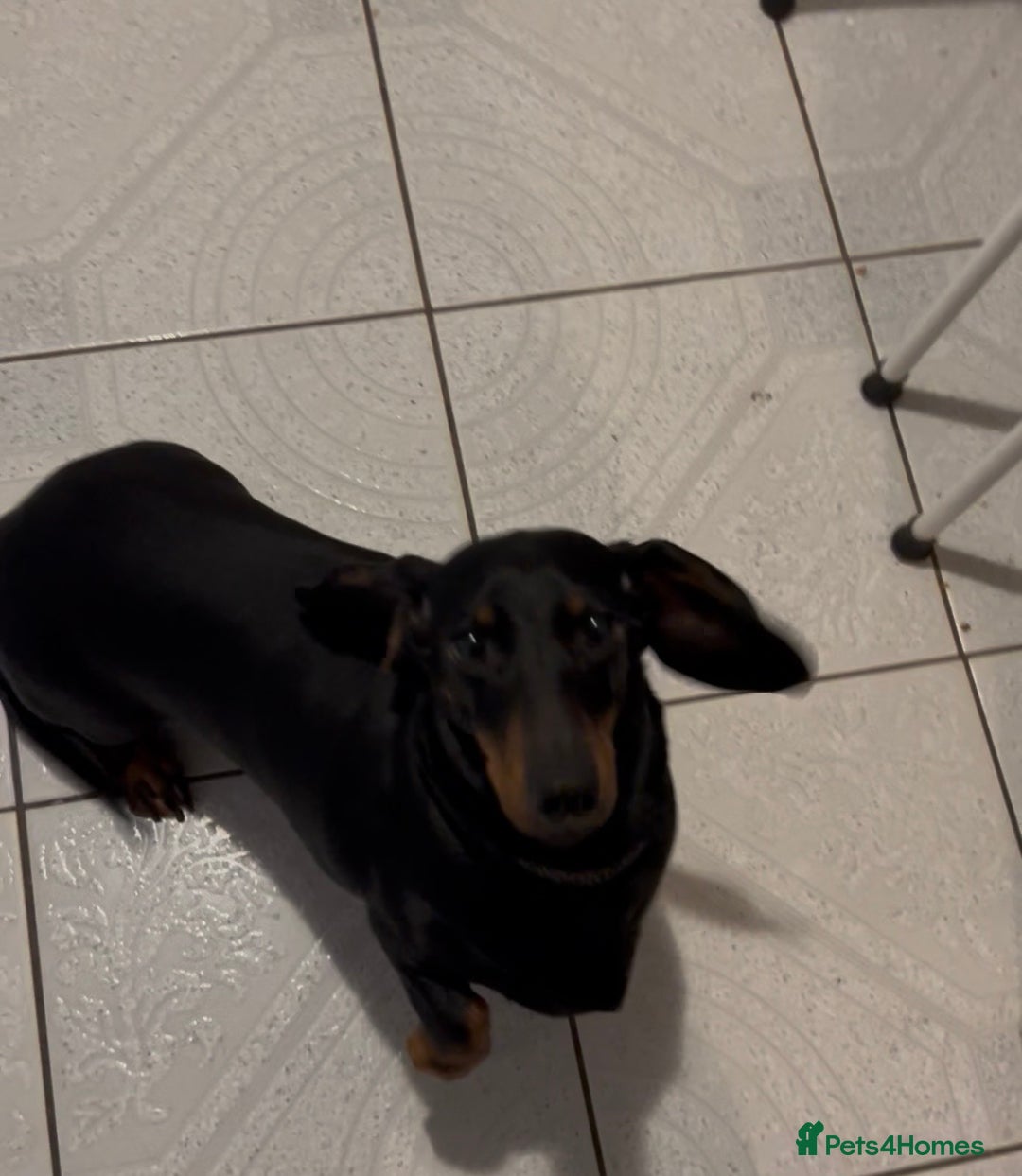 Dachshund dogs for sale: Dachshund Bitch for sale.(Ruby) - Advert 4