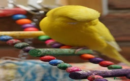 Budgerigars birds for sale: Budgies  - Image 8