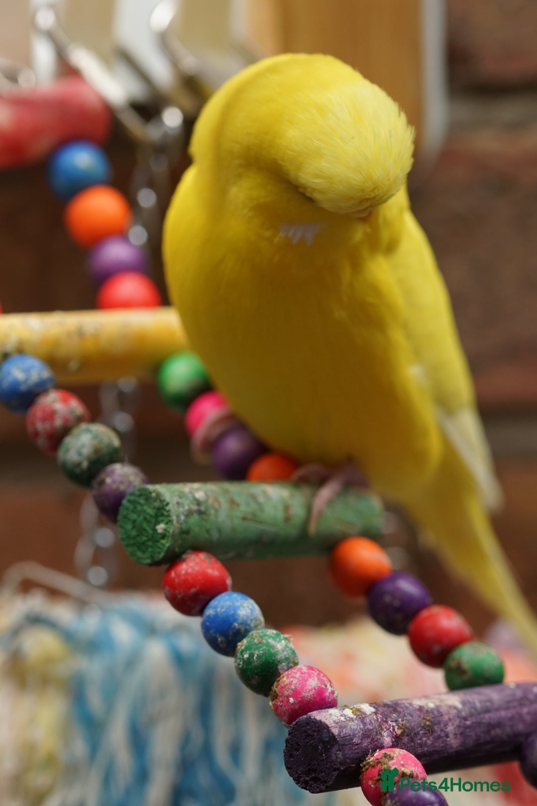 Budgerigars birds for sale: Budgies  - Image 8
