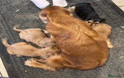 Cocker Spaniel dogs for sale: Outstanding KC Show Cocker Spaniels 🩷 - Image 10