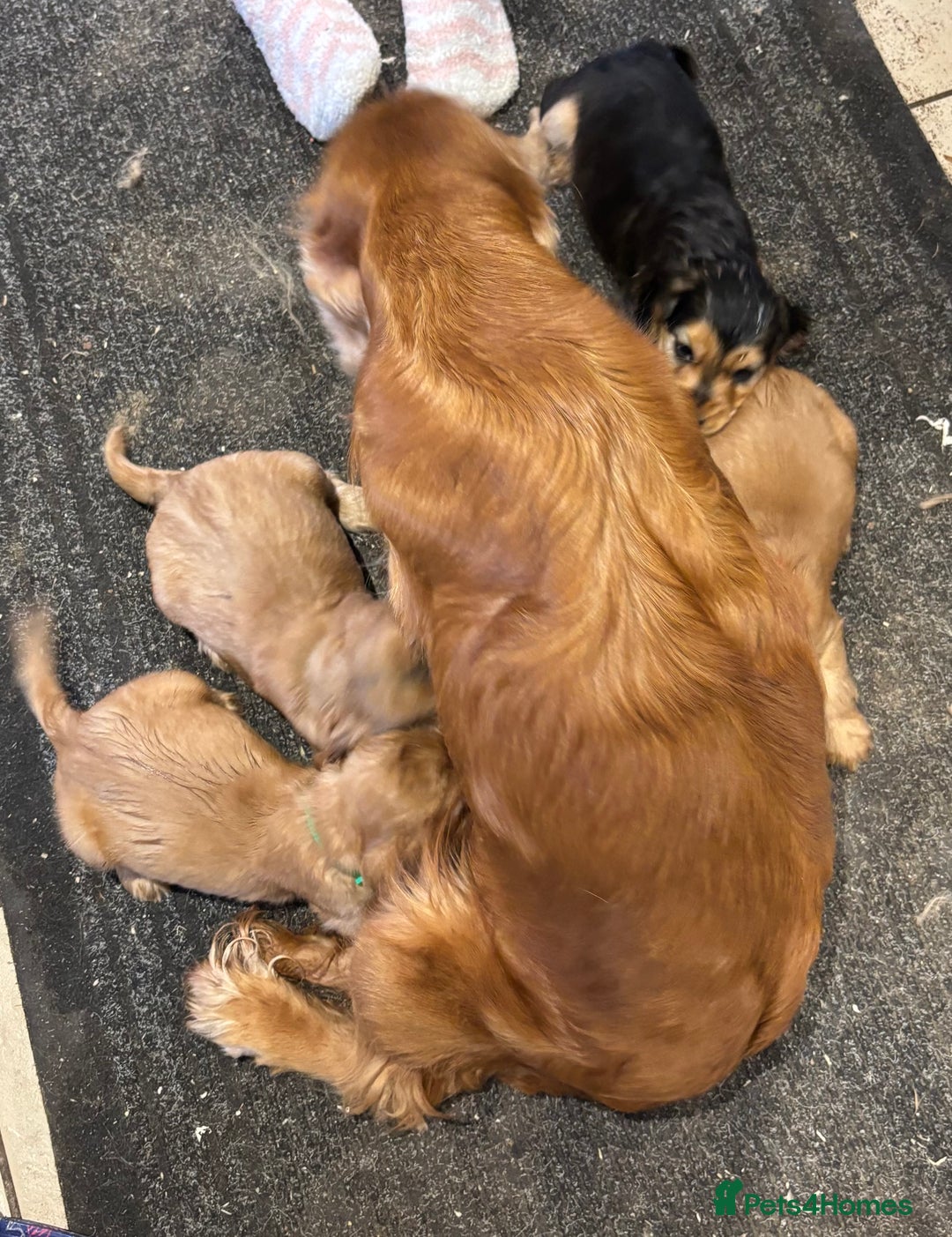 Cocker Spaniel dogs for sale: Outstanding KC Show Cocker Spaniels 🩷 - Image 10