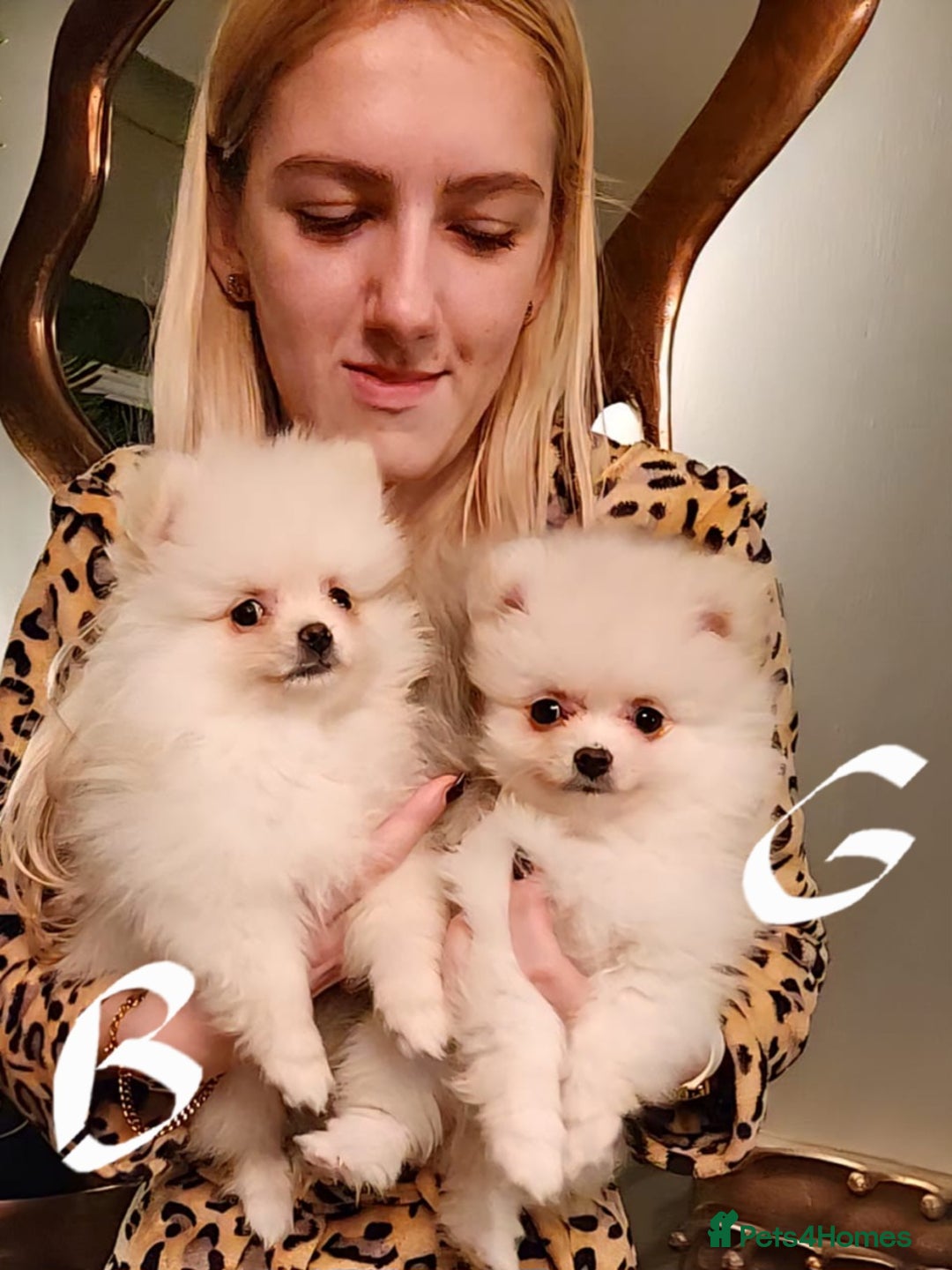 Pomeranian dogs for sale: K C registered beautiful Pomeranians - Advert 4
