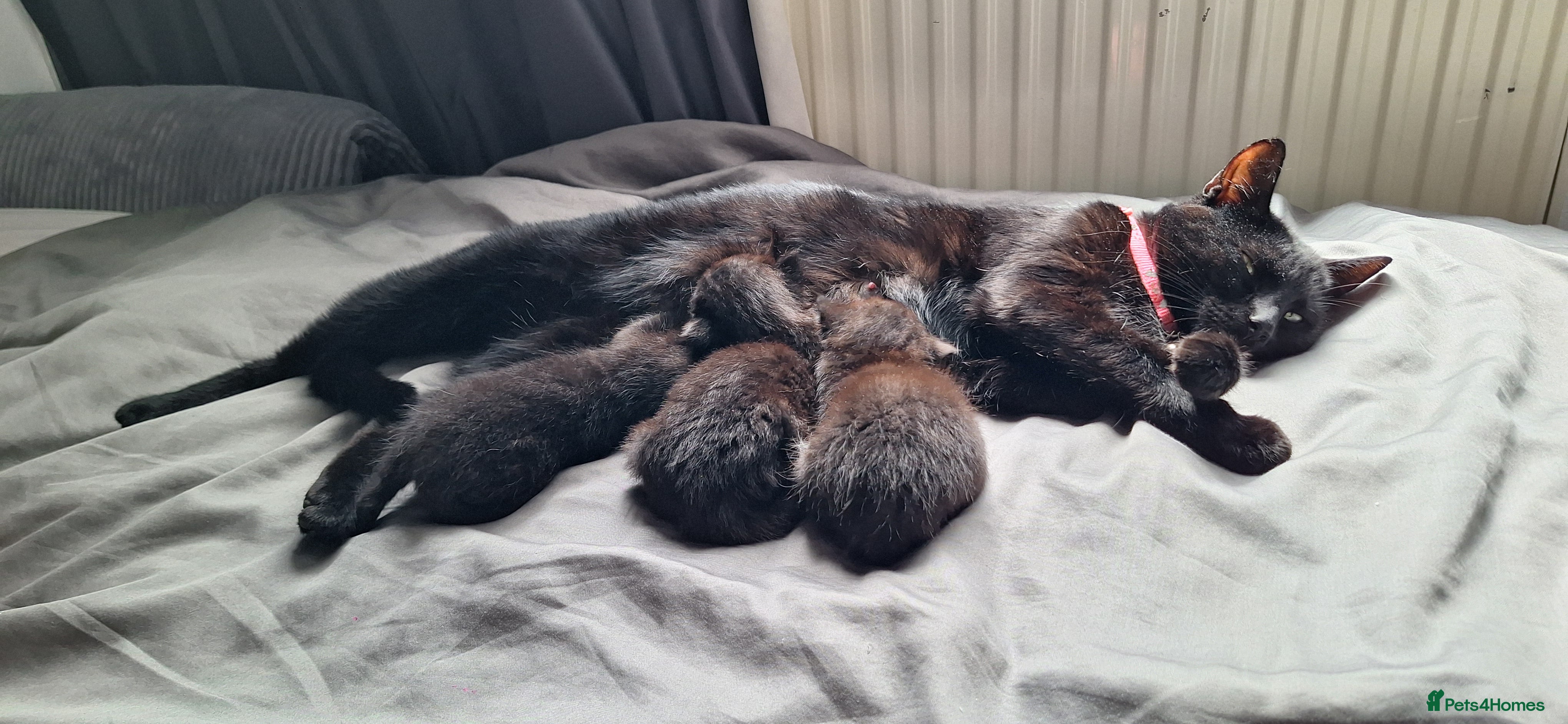 Mixed Breed cats 8 week old female kitten  - Advert 2