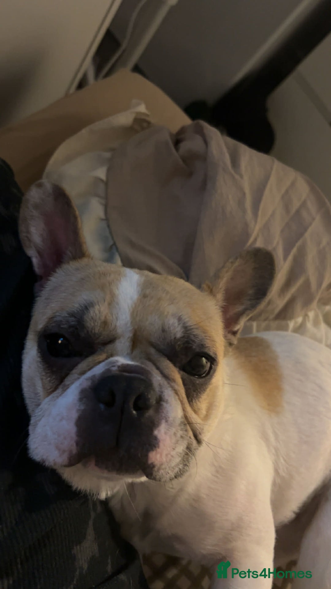 French Bulldog dogs for sale: Female French bulldog - Advert 3