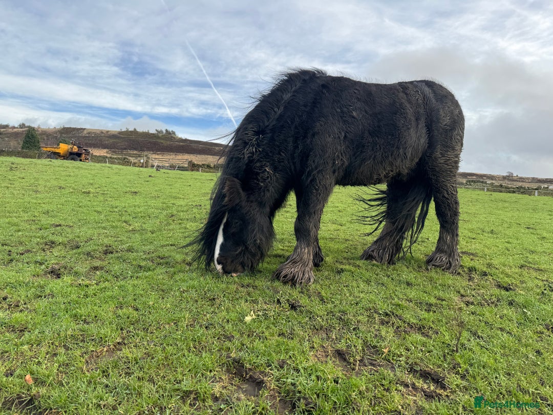 Other Breed horses for sale: Mini cob stallion - Advert 8