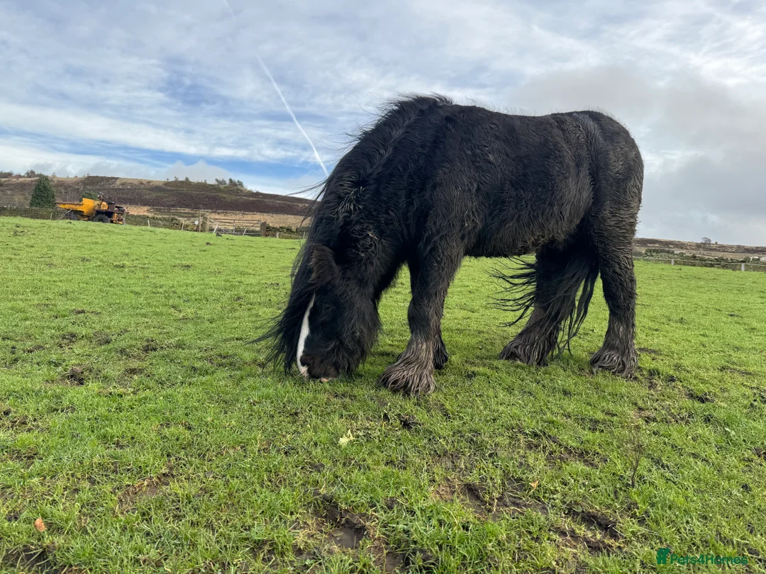 Other Breed horses for sale: Mini cob stallion - Advert 8