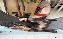 Maine Coon cats for sale: 2 GIRLS LEFT Purebred Maine Coon Kittens Blackburn - Image 7