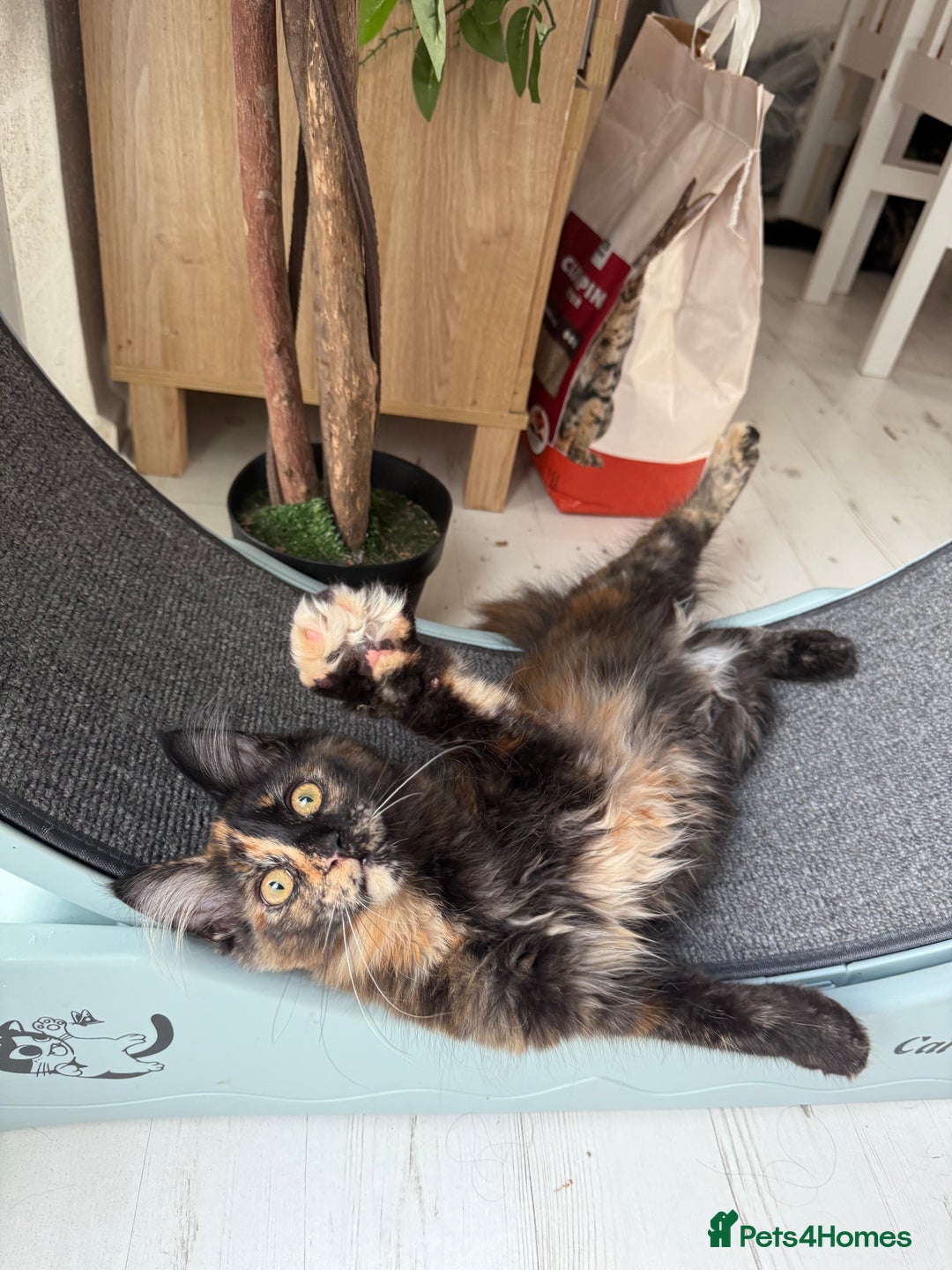 Maine Coon cats for sale: 2 GIRLS LEFT Purebred Maine Coon Kittens Blackburn - Image 7