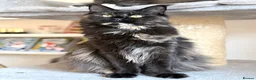 Maine Coon cats for sale: TICA Registered - Affectionate, Lap Cat, Gentle - Advert 1