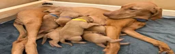 Hungarian Vizsla dogs for sale: Adorable Hungarian Vizsla Pups in Southport - Advert 13