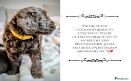 Cockapoo dogs for sale: 5 males, 7 week old Cockerpoo for sale  - Image 6