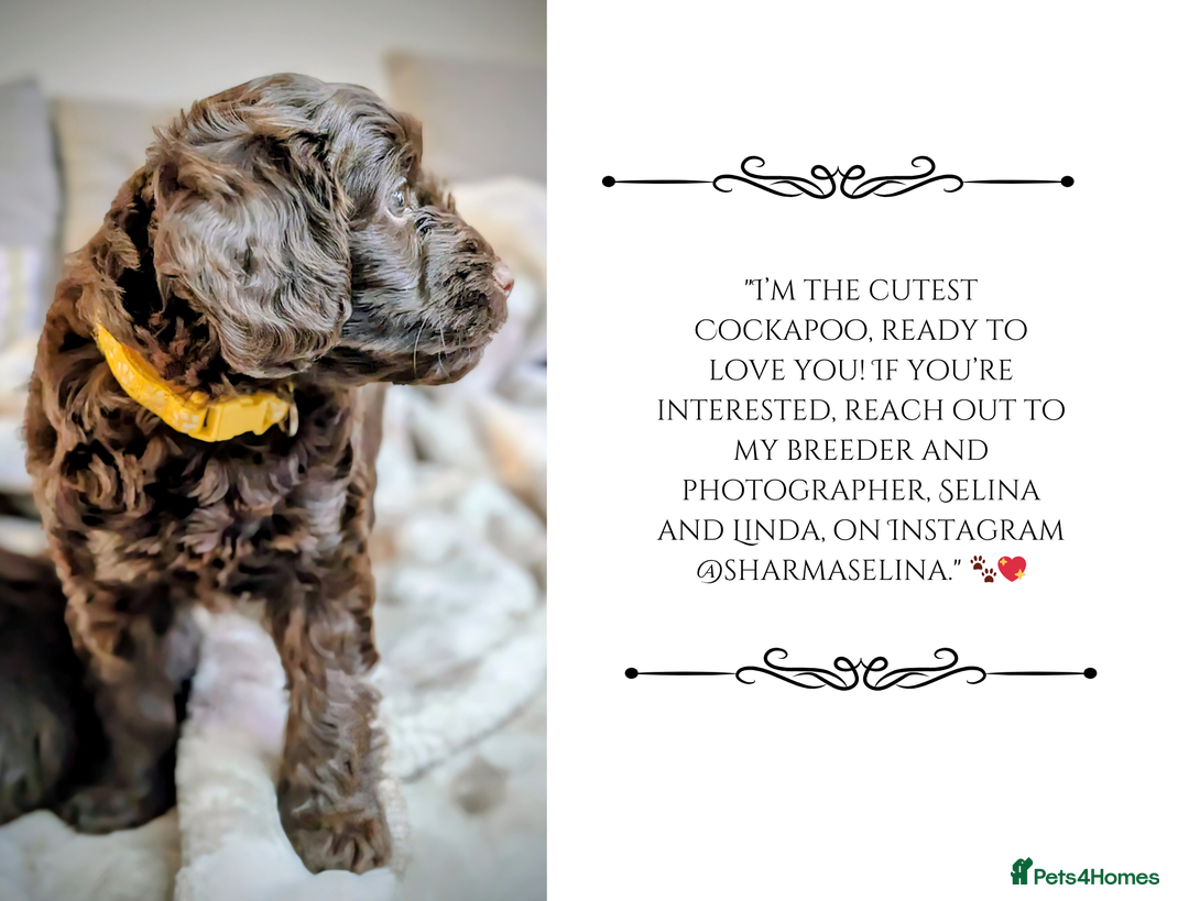 Cockapoo dogs for sale: 5 males, 7 week old Cockerpoo for sale  - Image 6